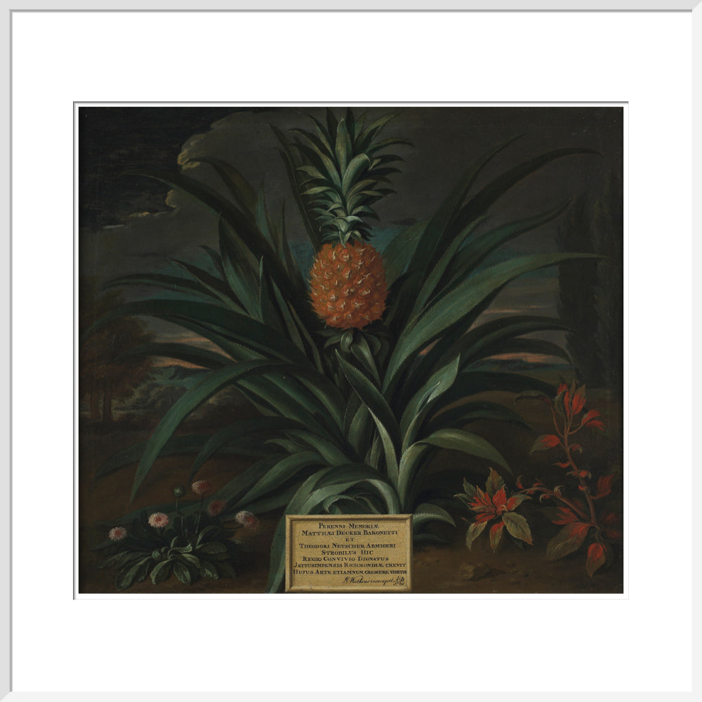 Pineapple grown in Sir Matthew Decker's garden - Art print