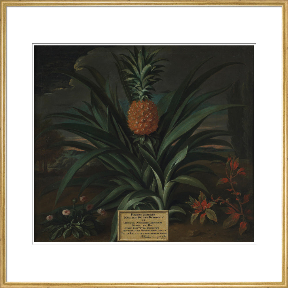 Pineapple grown in Sir Matthew Decker's garden - Art print