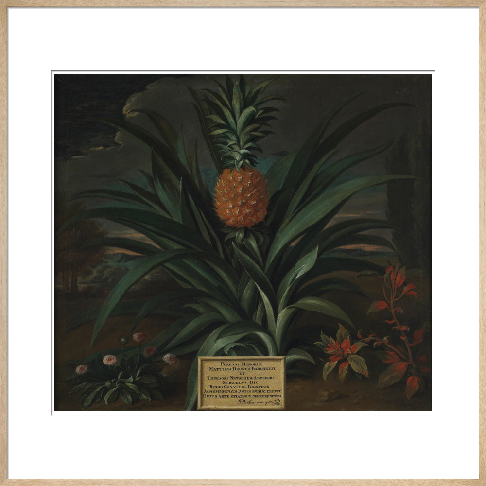 Pineapple grown in Sir Matthew Decker's garden - Art print