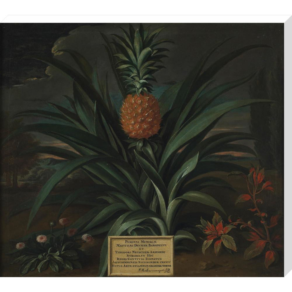 Pineapple grown in Sir Matthew Decker's garden - Art print