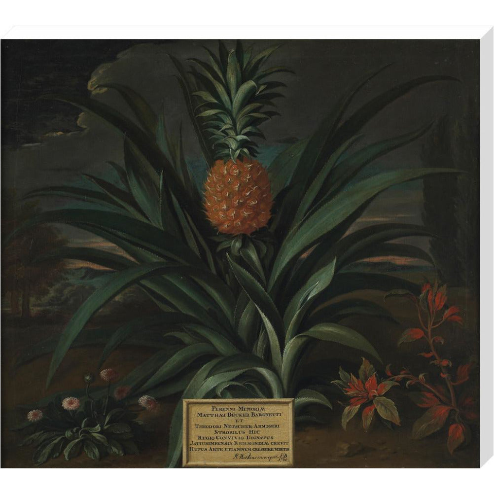 Pineapple grown in Sir Matthew Decker's garden - Art print