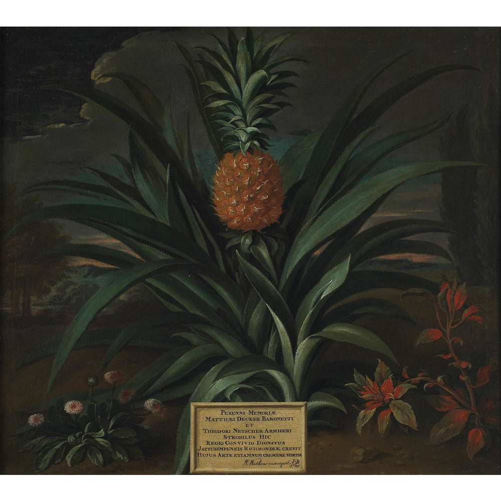 Pineapple grown in Sir Matthew Decker's garden - Art print