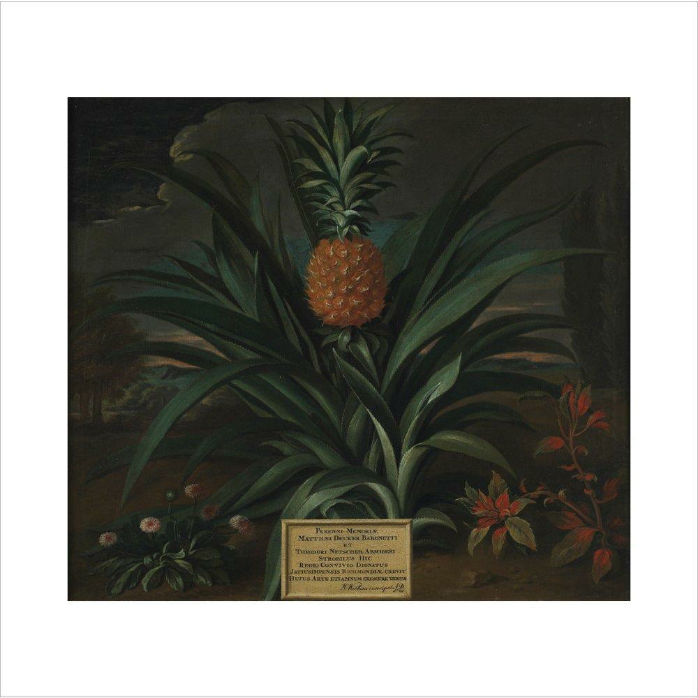 Pineapple grown in Sir Matthew Decker's garden - Art print
