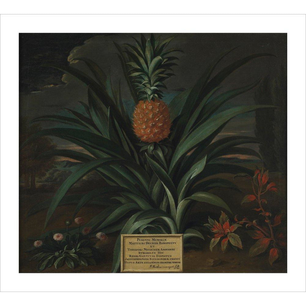 Pineapple grown in Sir Matthew Decker's garden - Art print