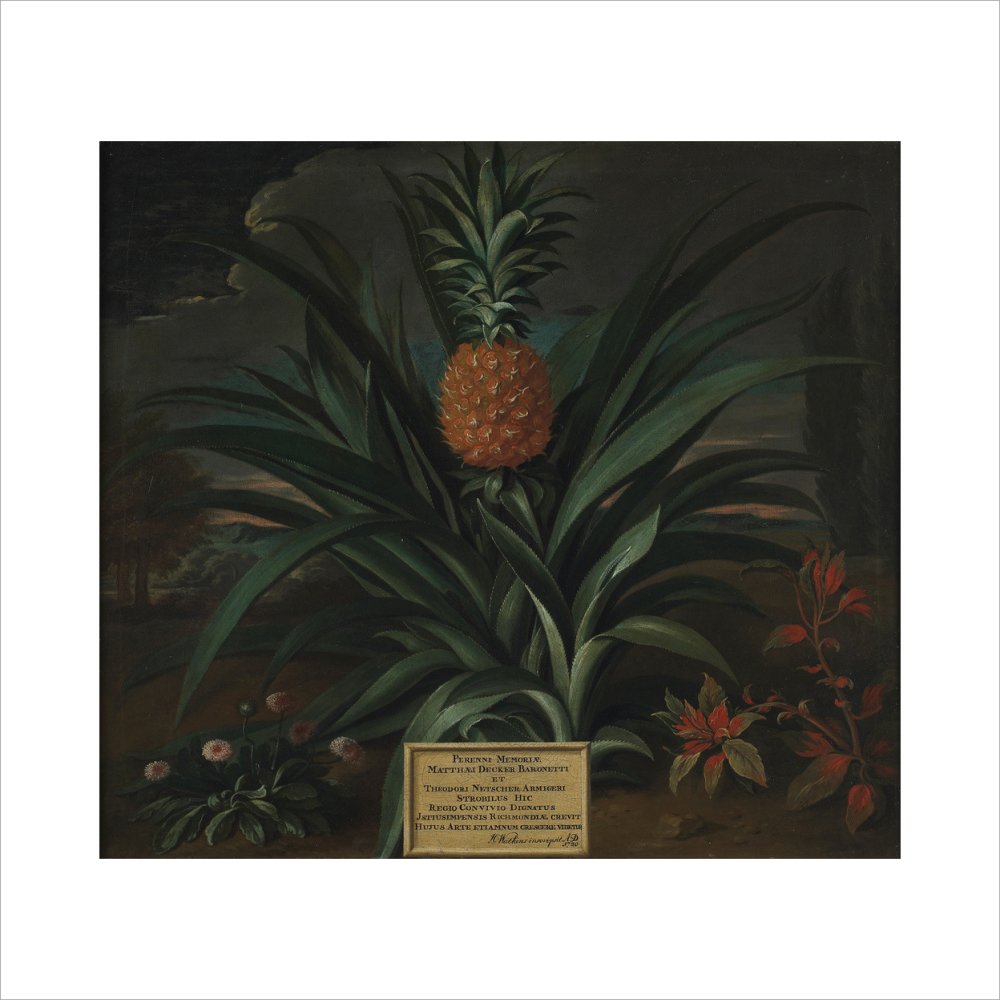 Pineapple grown in Sir Matthew Decker's garden - Art print