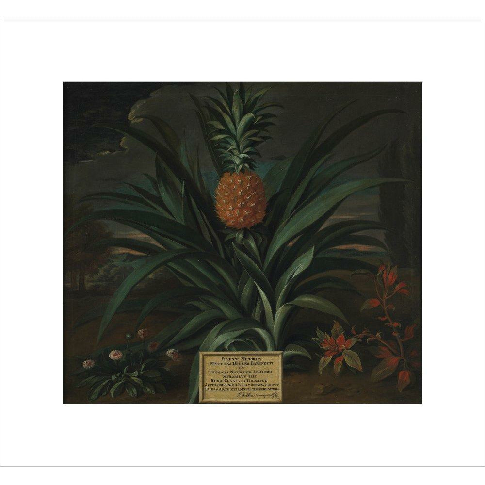 Pineapple grown in Sir Matthew Decker's garden - Art print