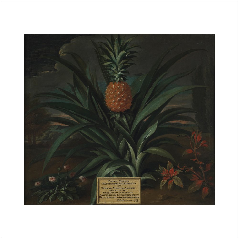 Pineapple grown in Sir Matthew Decker's garden - Art print