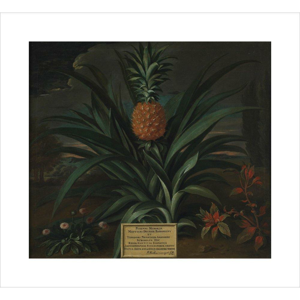 Pineapple grown in Sir Matthew Decker's garden - Art print