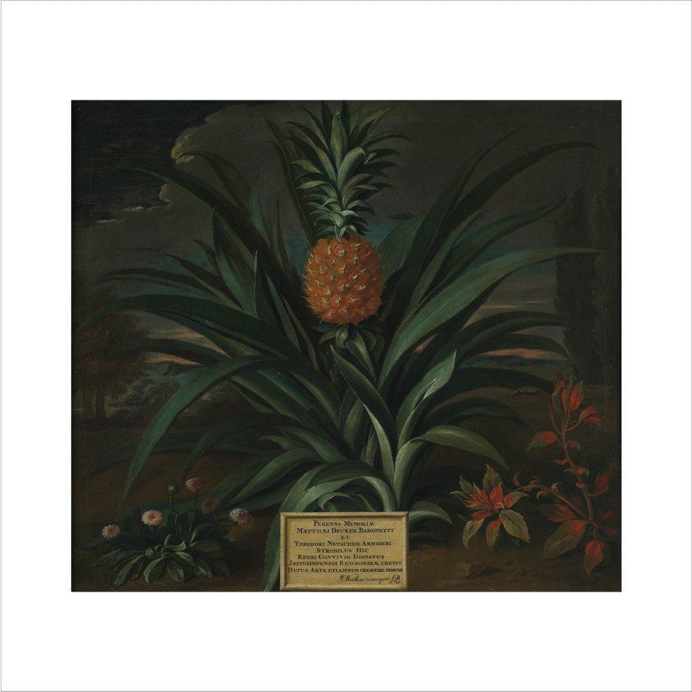 Pineapple grown in Sir Matthew Decker's garden - Art print