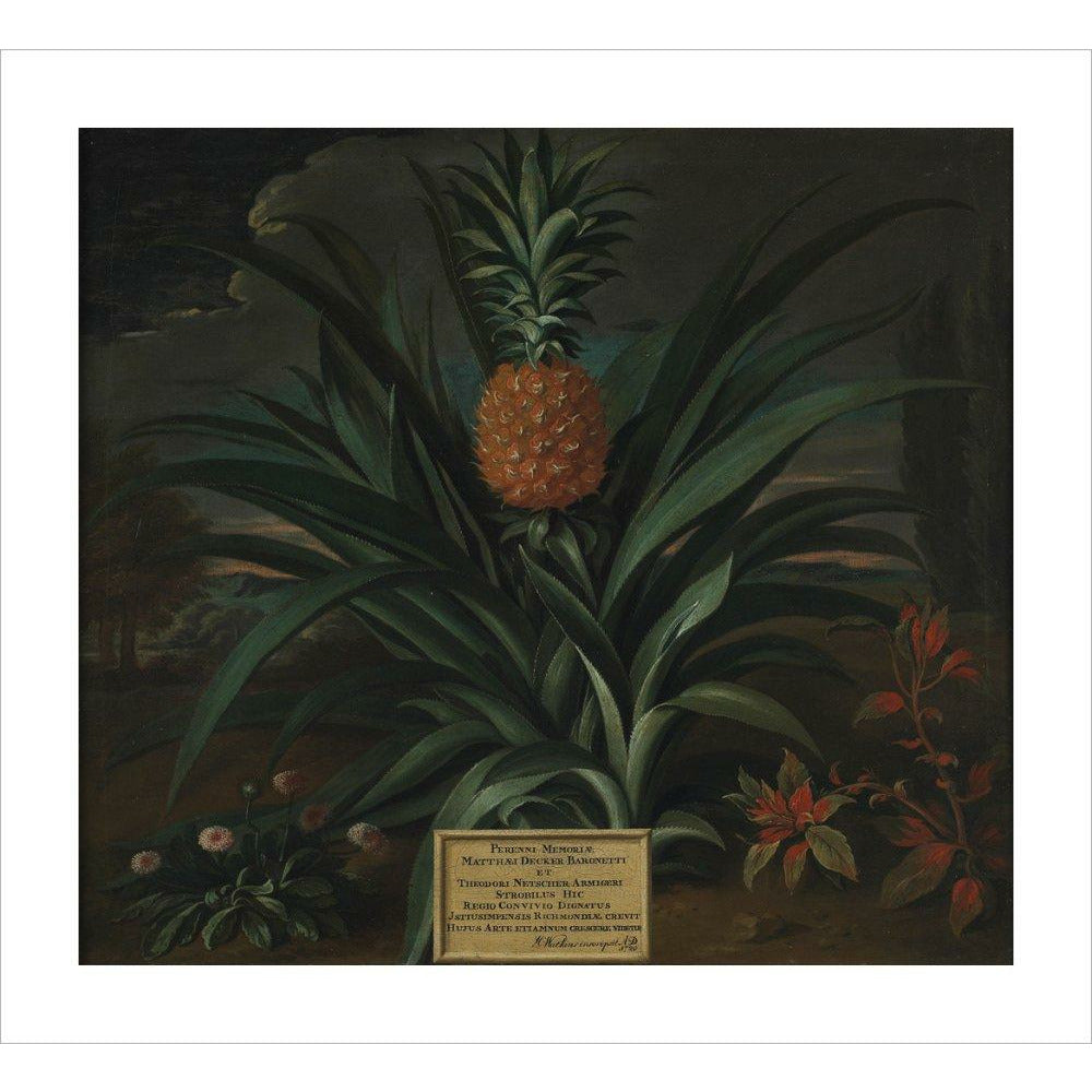 Pineapple grown in Sir Matthew Decker's garden - Art print