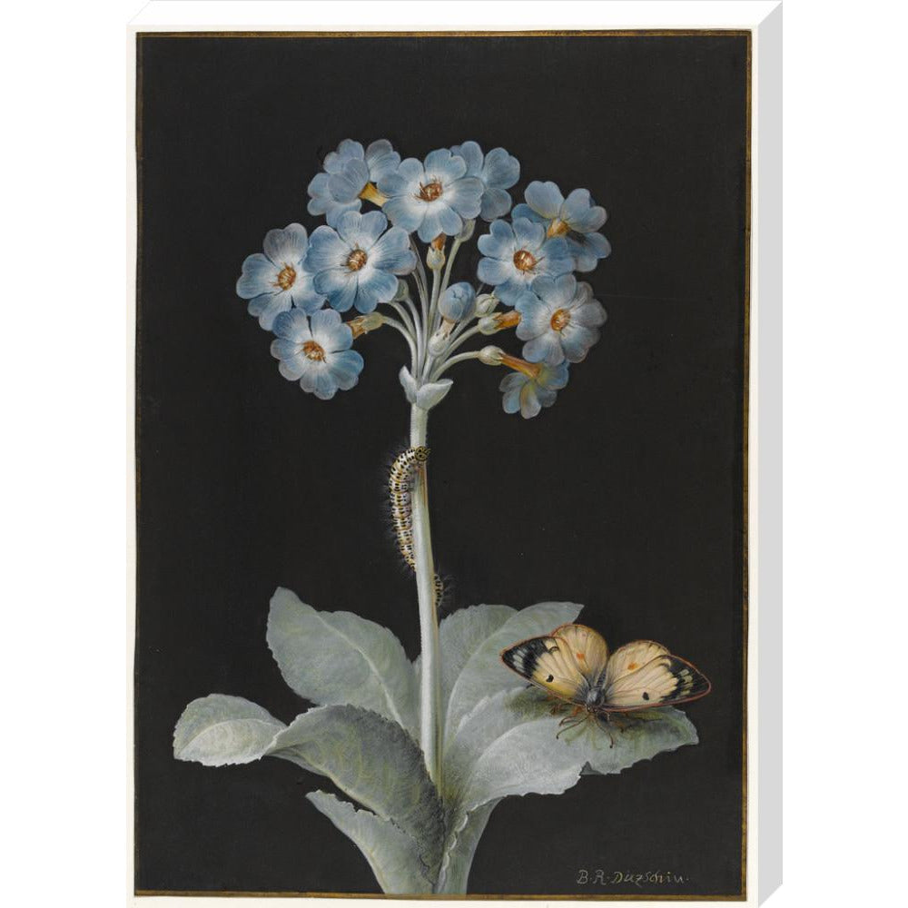 Primula auricula with yellow butterfly - Art print