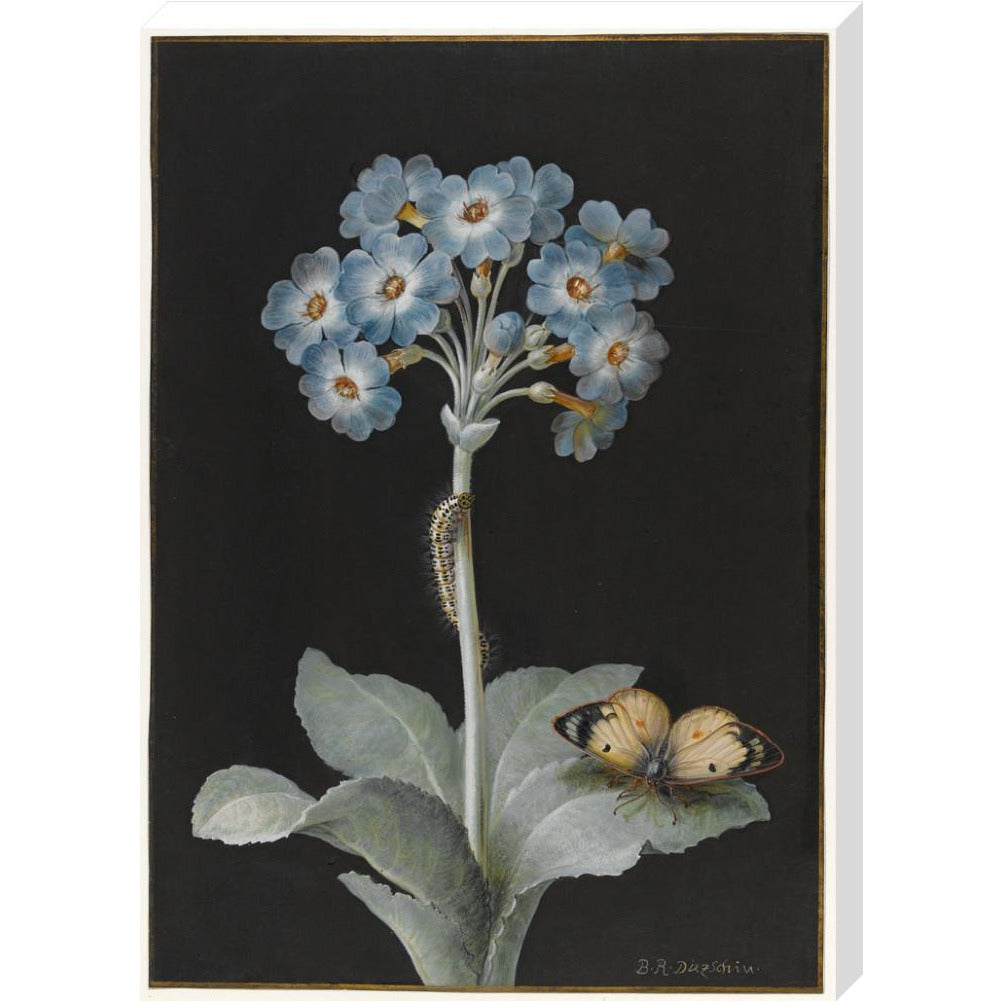 Primula auricula with yellow butterfly - Art print