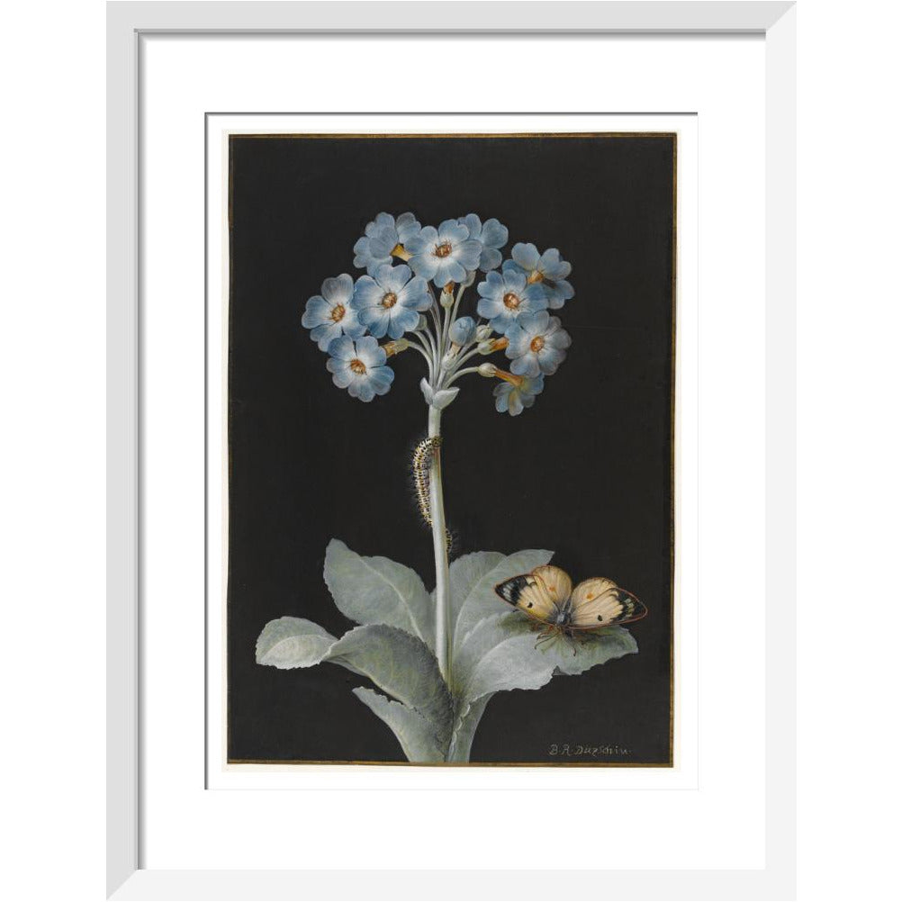 Primula auricula with yellow butterfly - Art print
