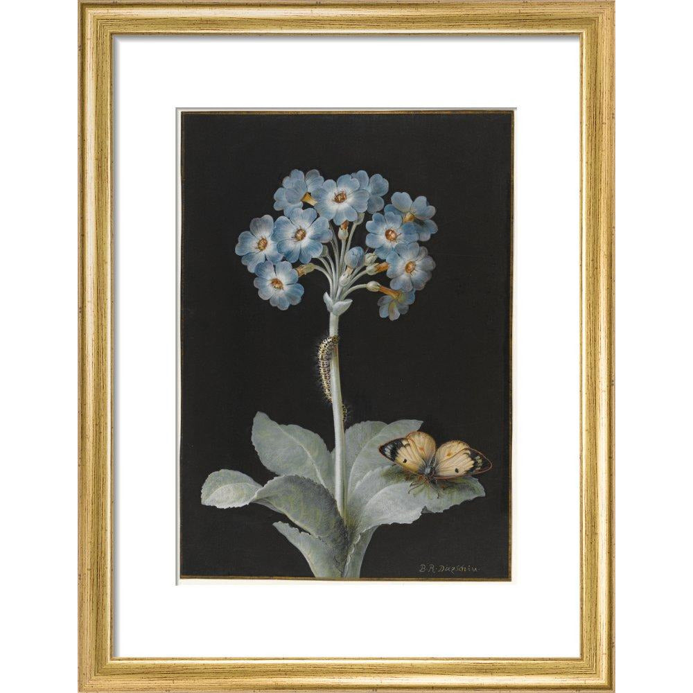 Primula auricula with yellow butterfly - Art print
