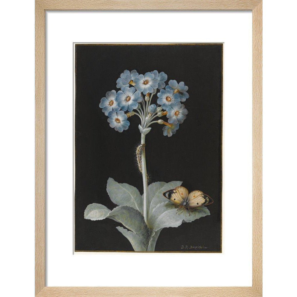 Primula auricula with yellow butterfly - Art print