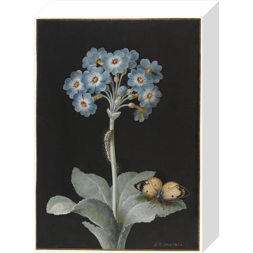 Primula auricula with yellow butterfly - Art print