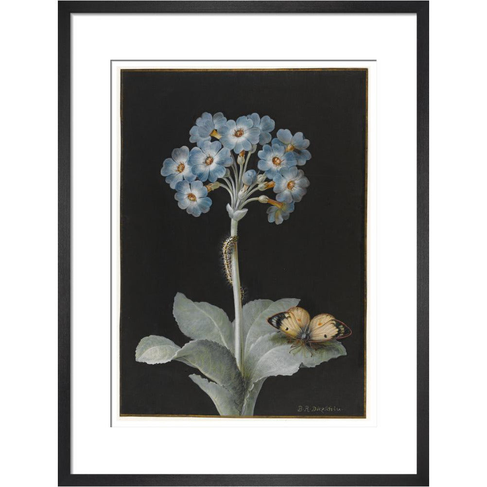 Primula auricula with yellow butterfly - Art print