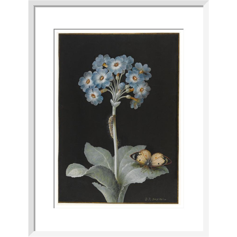 Primula auricula with yellow butterfly - Art print