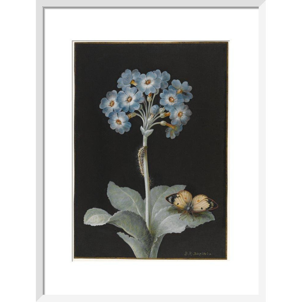 Primula auricula with yellow butterfly - Art print
