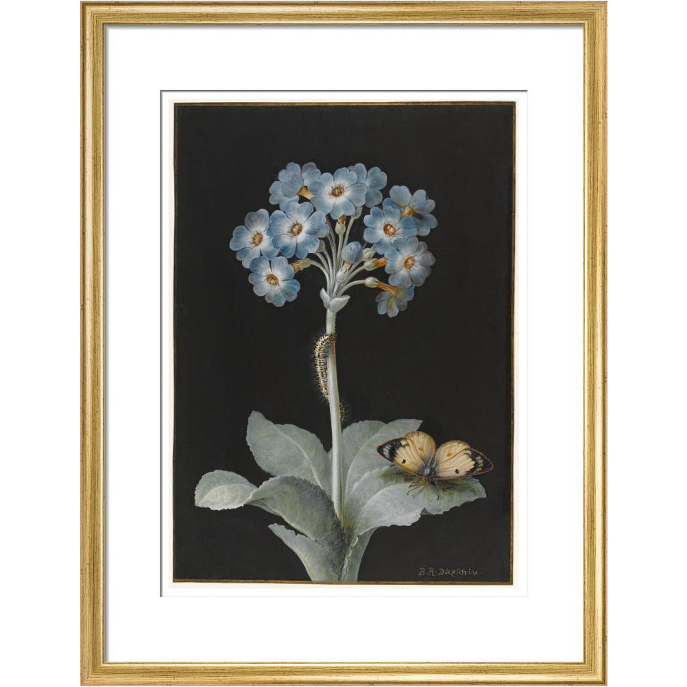 Primula auricula with yellow butterfly - Art print