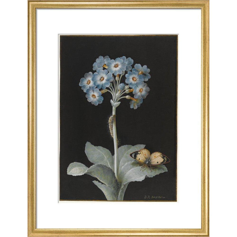 Primula auricula with yellow butterfly - Art print