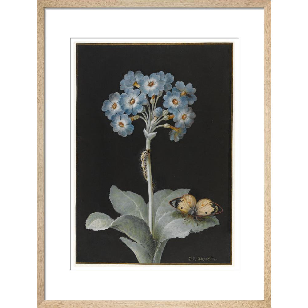 Primula auricula with yellow butterfly - Art print