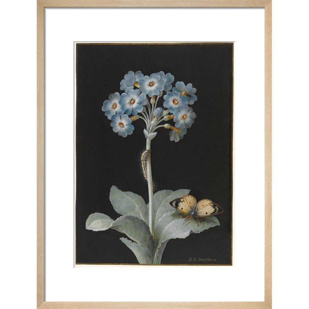 Primula auricula with yellow butterfly - Art print