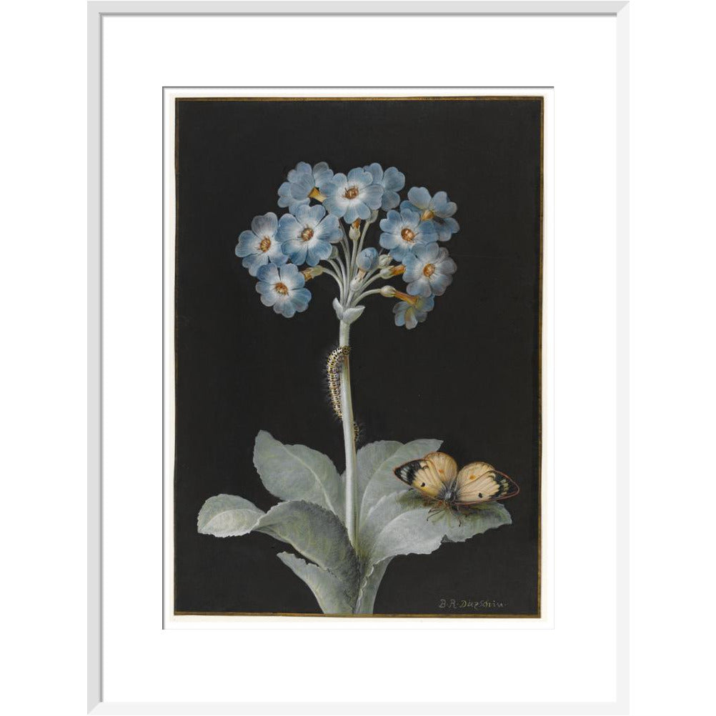 Primula auricula with yellow butterfly - Art print