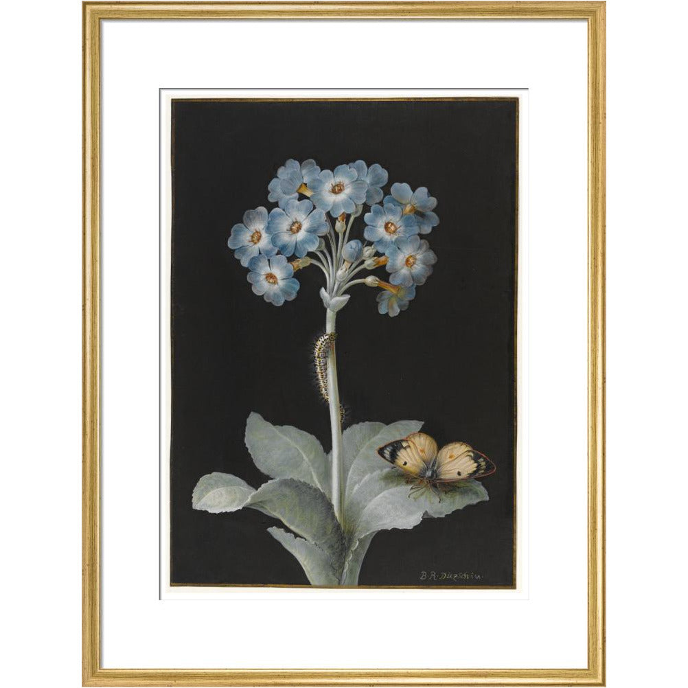 Primula auricula with yellow butterfly - Art print