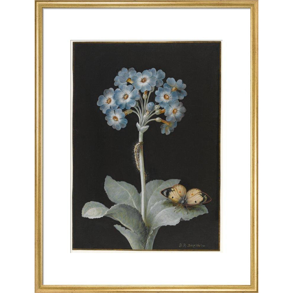 Primula auricula with yellow butterfly - Art print