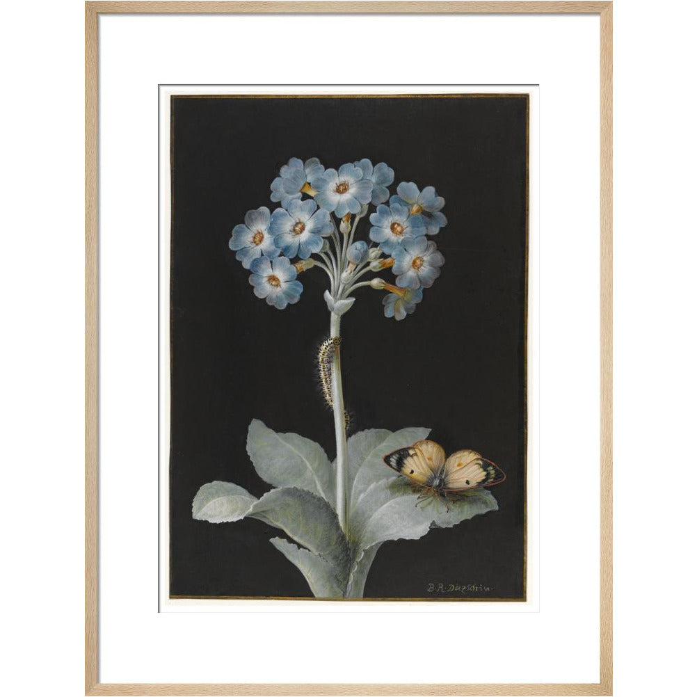 Primula auricula with yellow butterfly - Art print