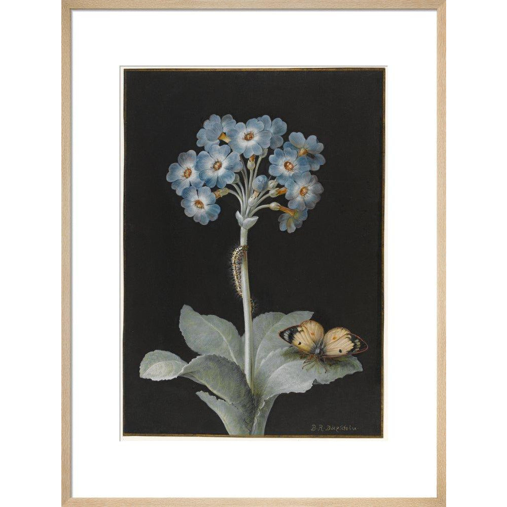 Primula auricula with yellow butterfly - Art print