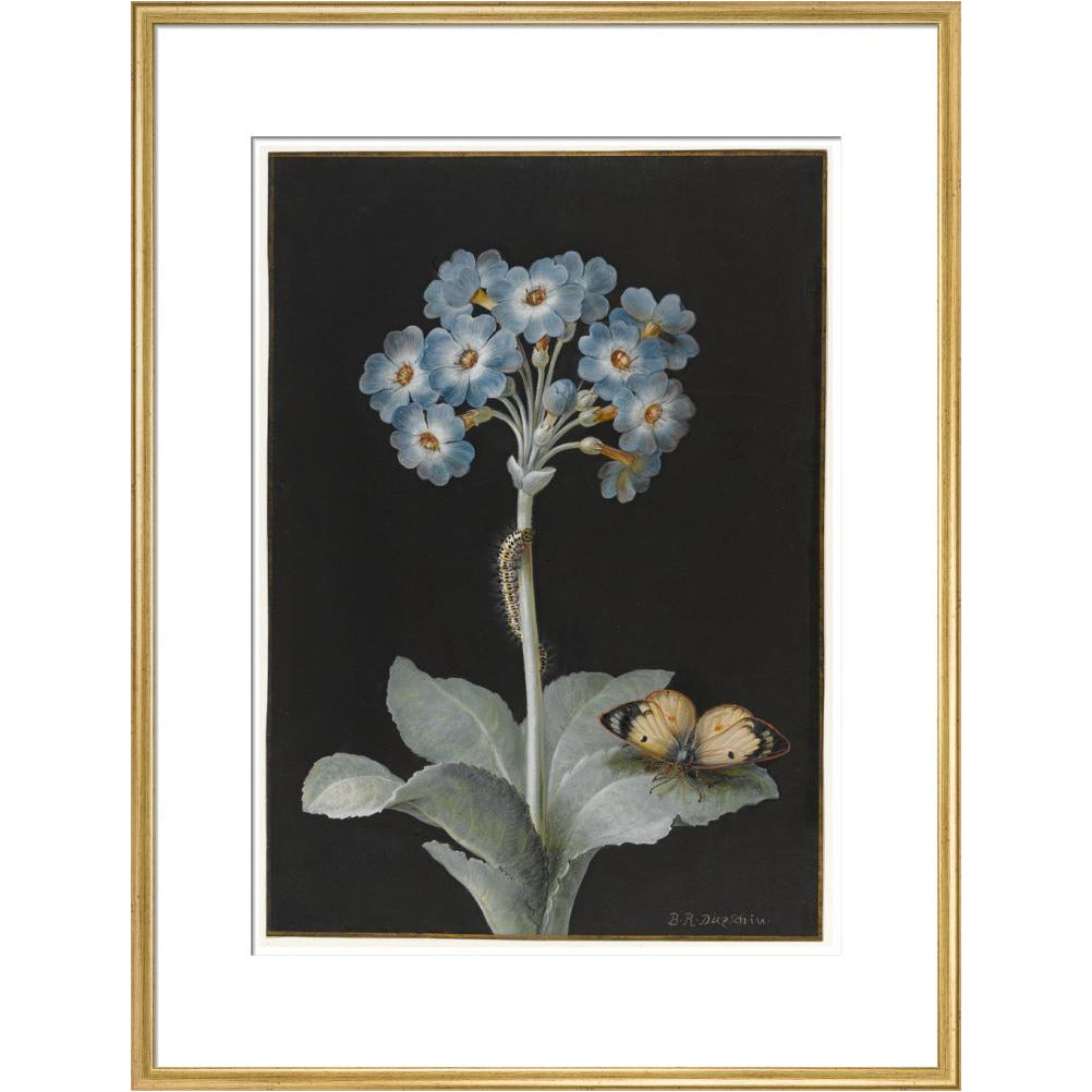 Primula auricula with yellow butterfly - Art print