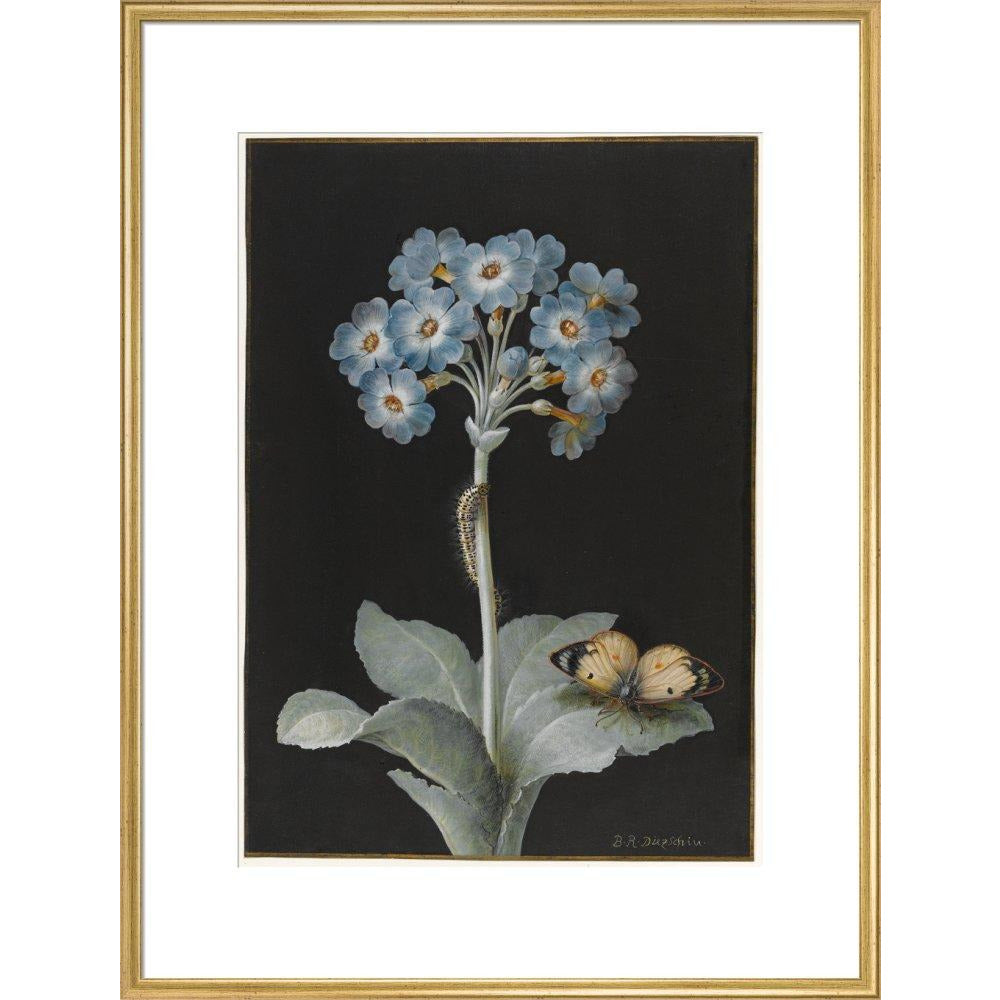 Primula auricula with yellow butterfly - Art print