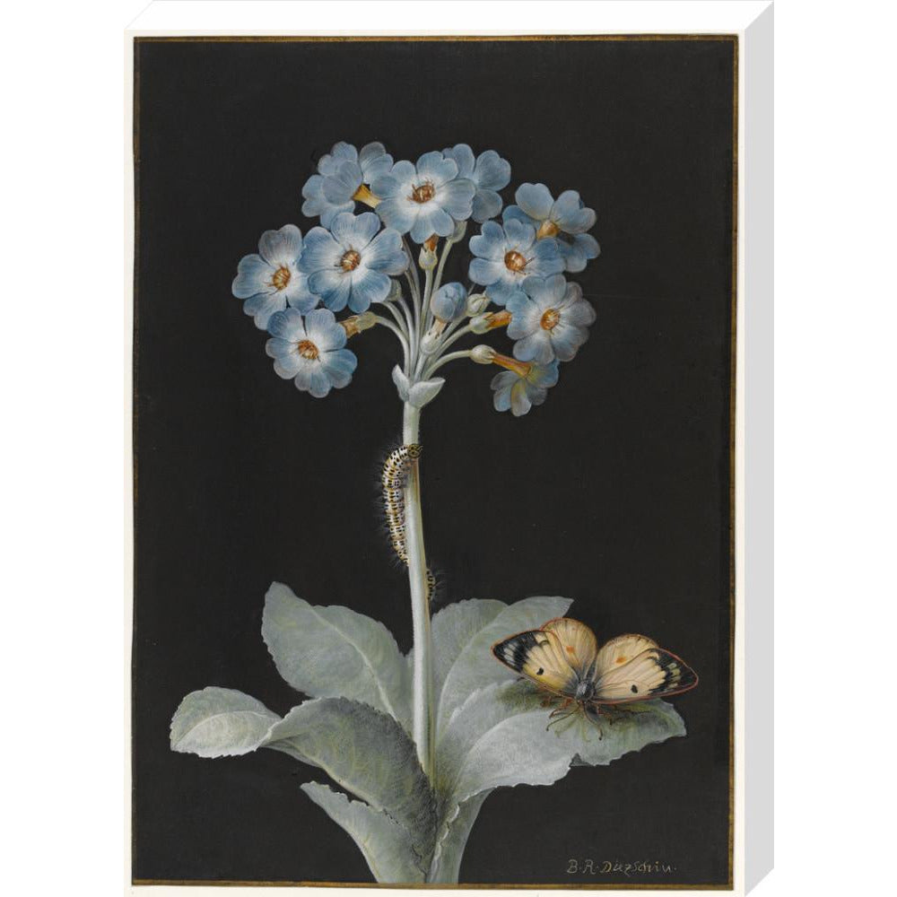 Primula auricula with yellow butterfly - Art print