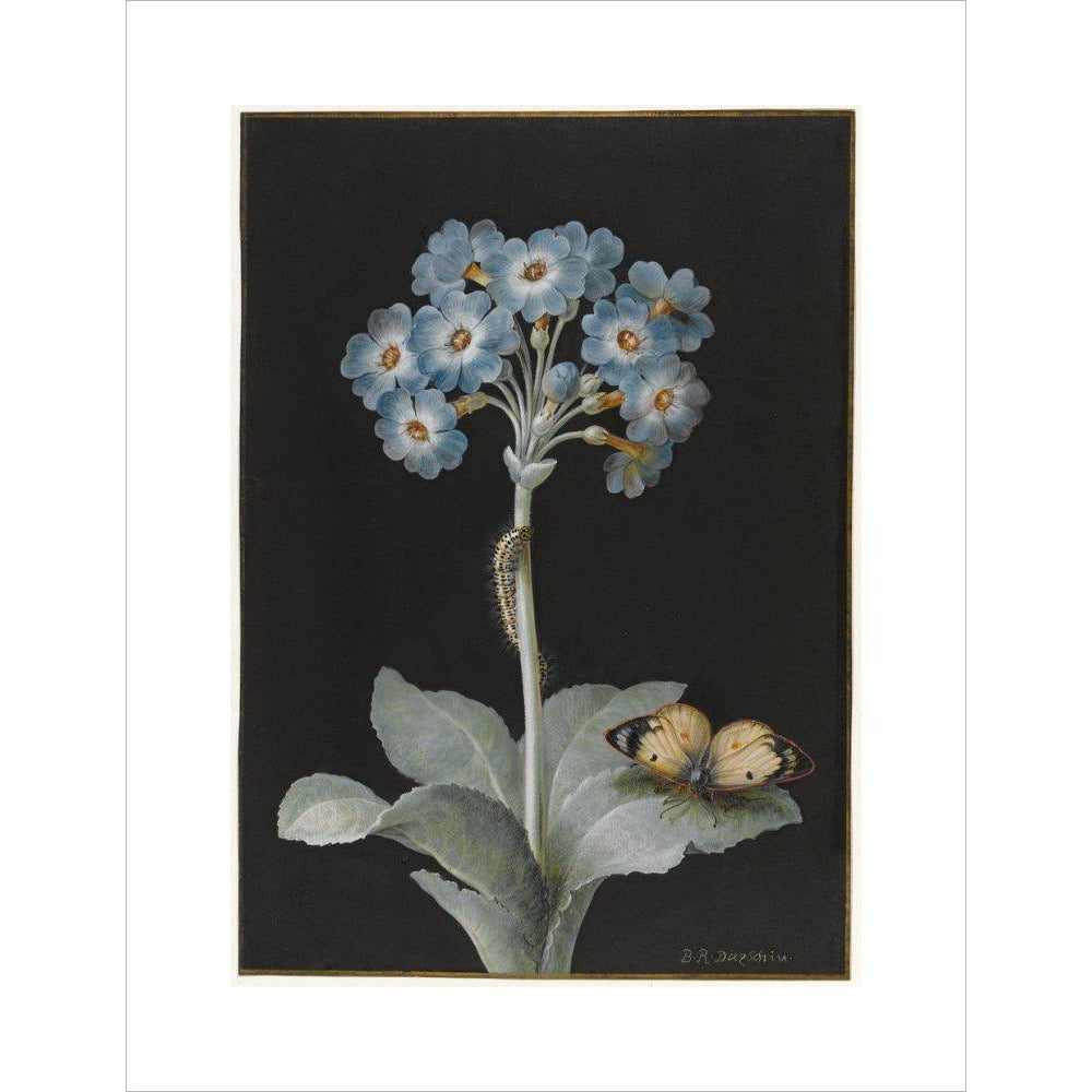 Primula auricula with yellow butterfly - Art print