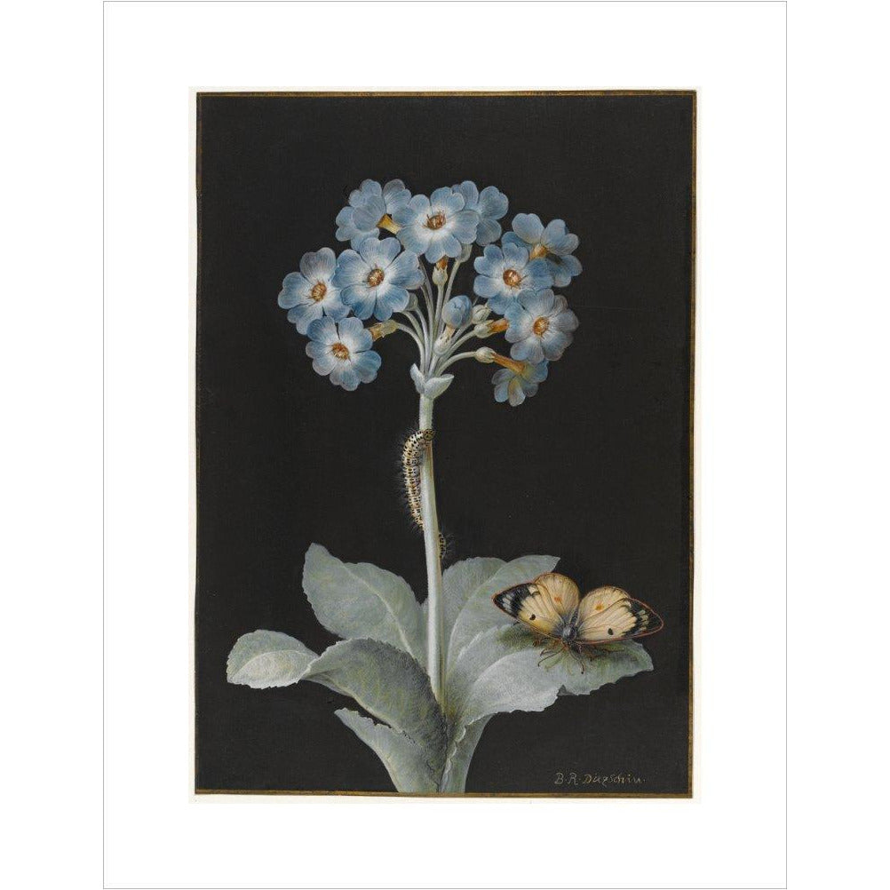 Primula auricula with yellow butterfly - Art print