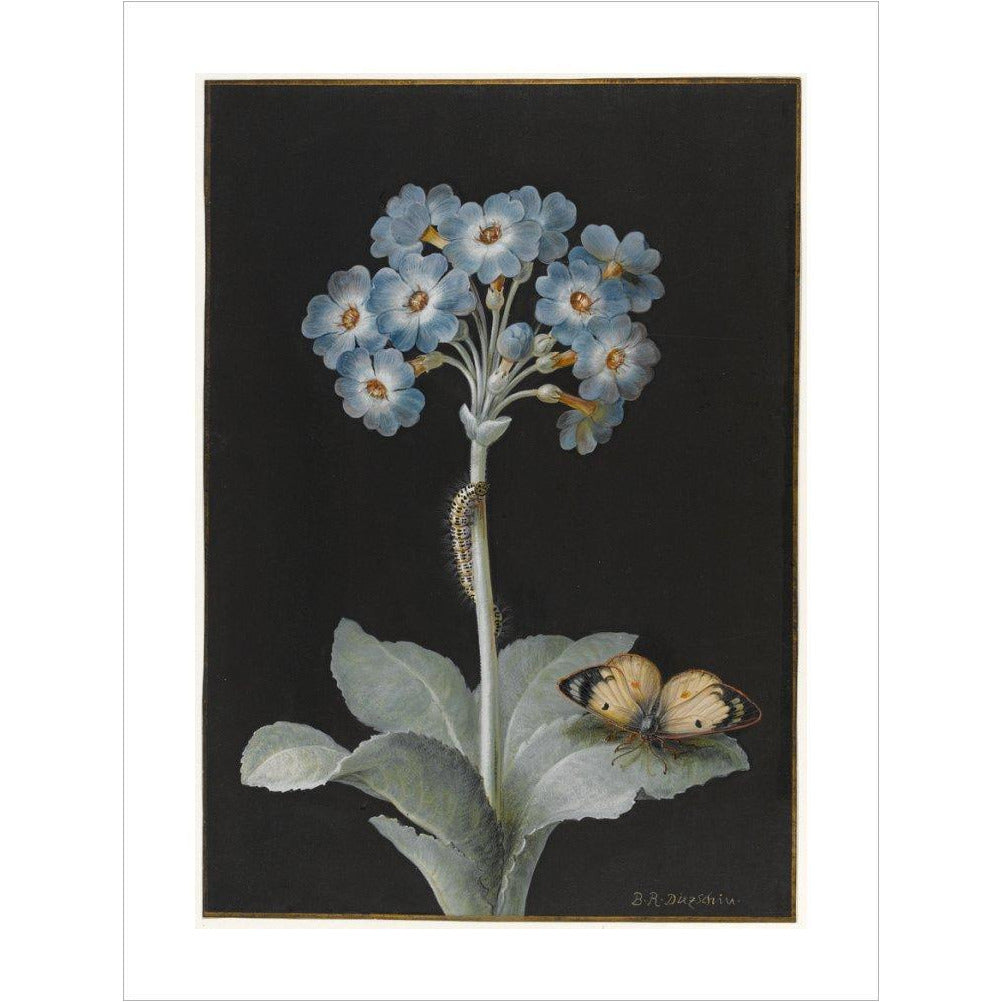 Primula auricula with yellow butterfly - Art print