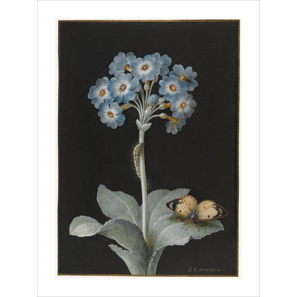 Primula auricula with yellow butterfly - Art print