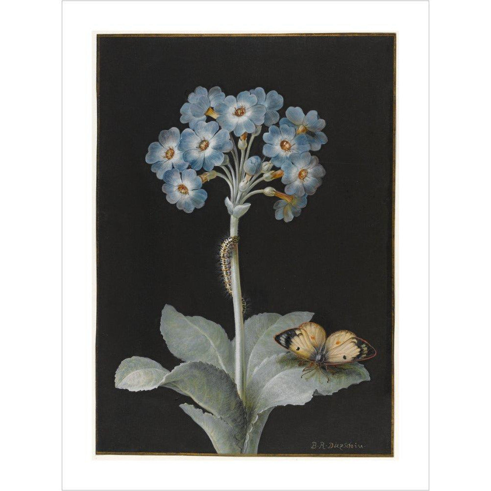 Primula auricula with yellow butterfly - Art print