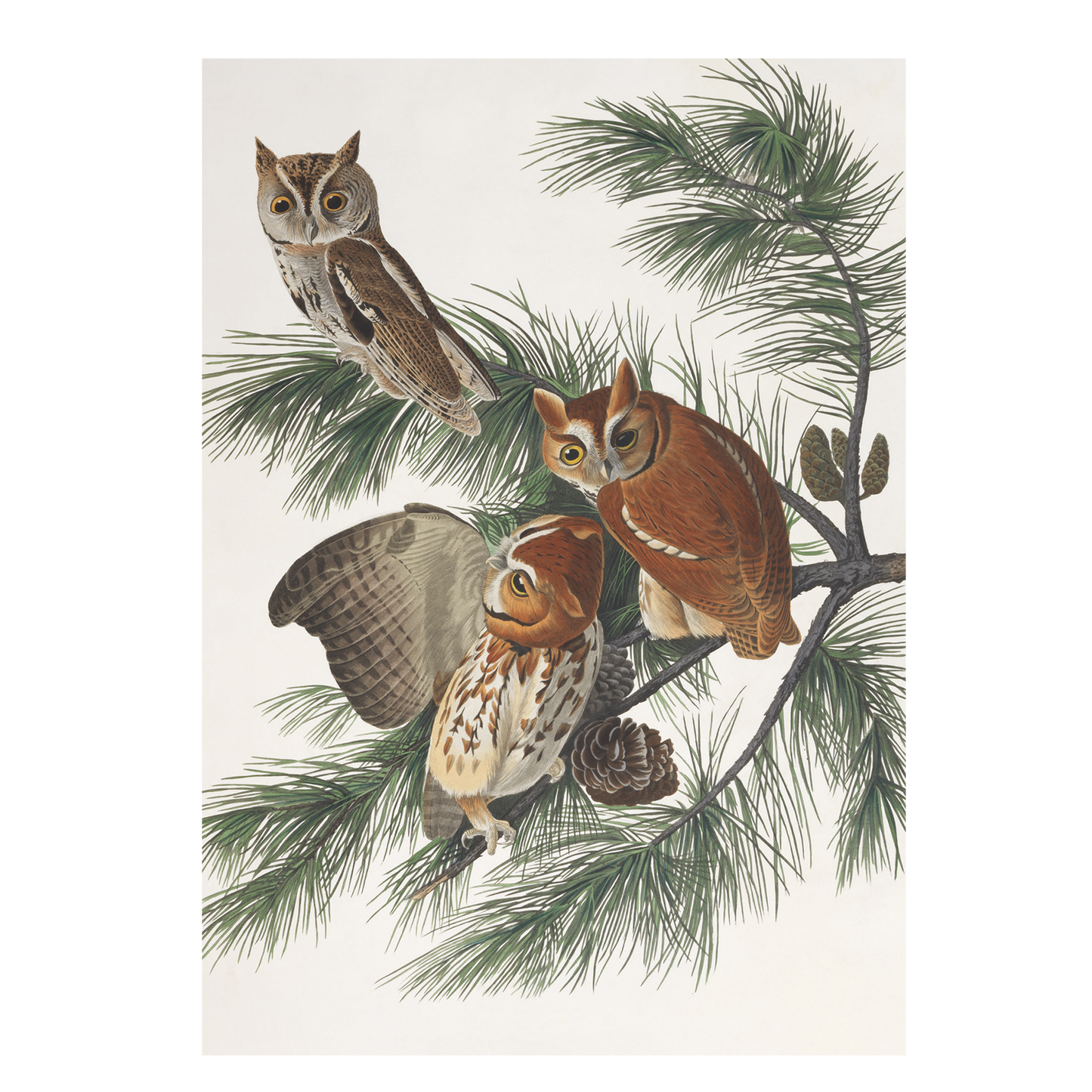 Mottled Owl - Christmas card wallet