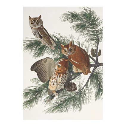 Mottled Owl - Christmas card wallet