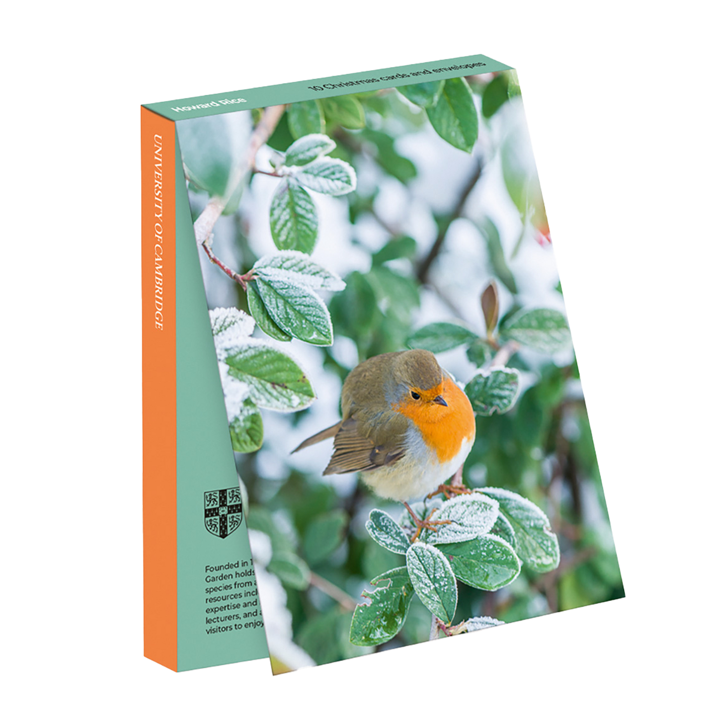 Robin on Cotoneaster lacteus - Christmas card wallet