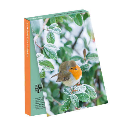 Robin on Cotoneaster lacteus - Christmas card wallet