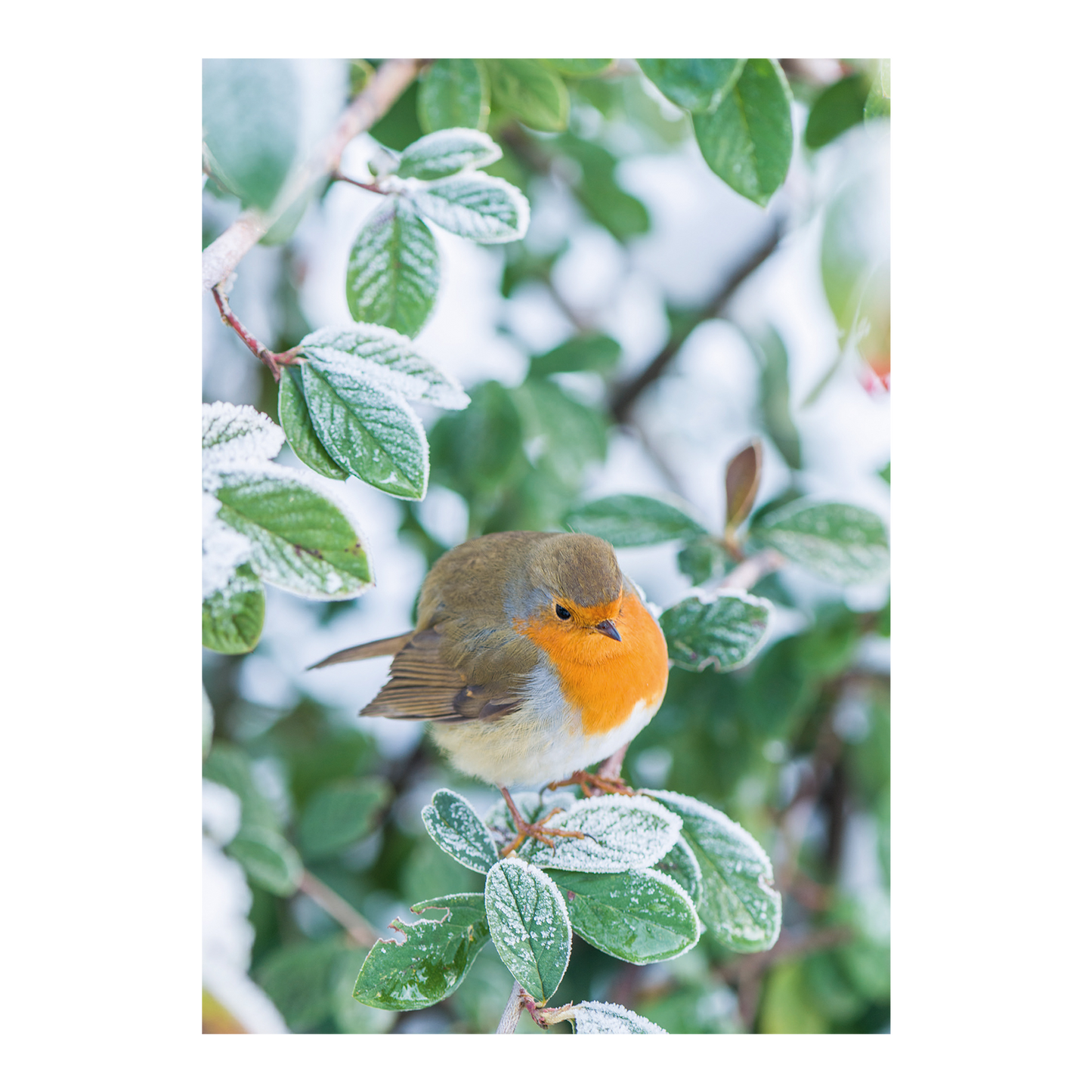 Robin on Cotoneaster lacteus - Christmas card wallet