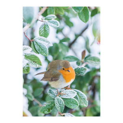 Robin on Cotoneaster lacteus - Christmas card wallet