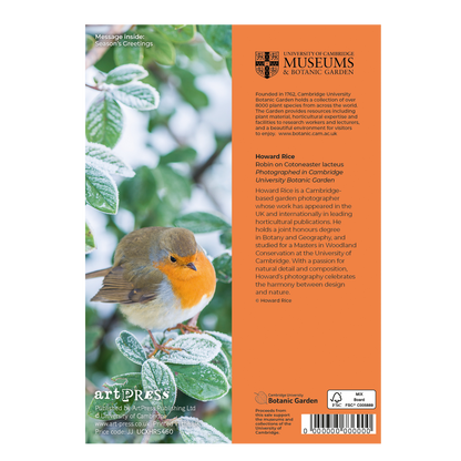 Robin on Cotoneaster lacteus - Christmas card wallet