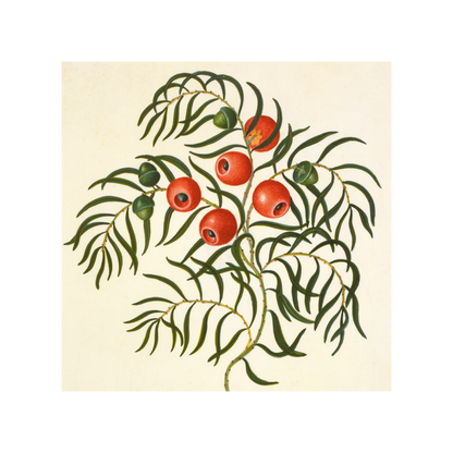 Taxus (European Yew) - Christmas card wallet
