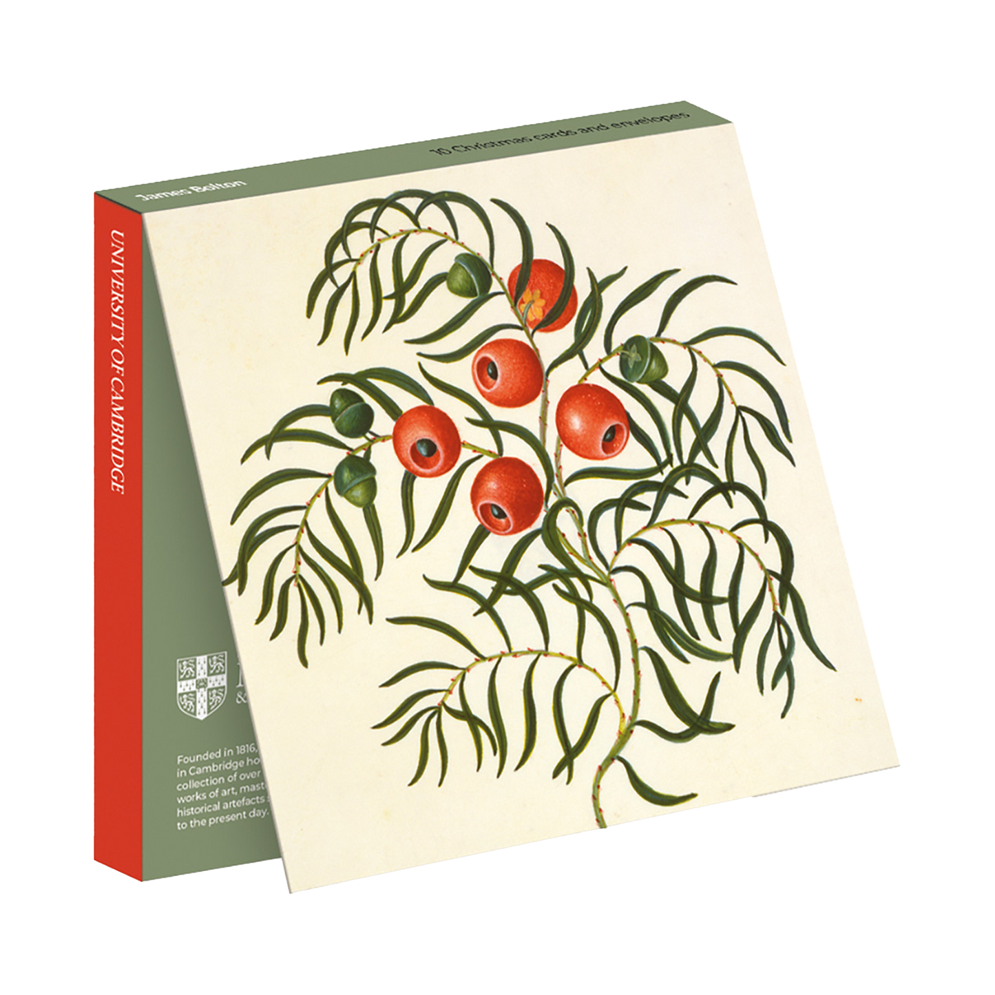 Taxus (European Yew) - Christmas card wallet