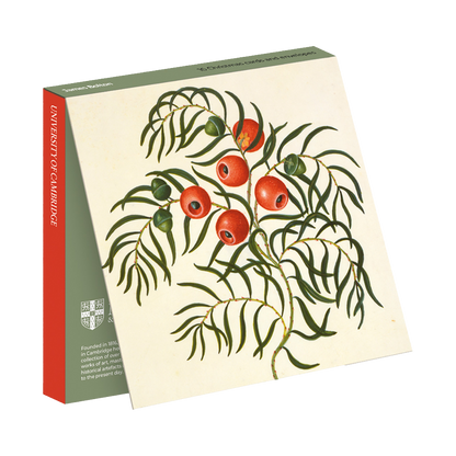 Taxus (European Yew) - Christmas card wallet
